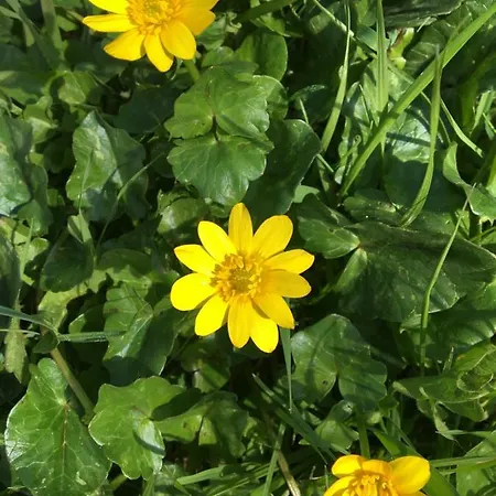 Stella Del Mare Privato Апартаменты